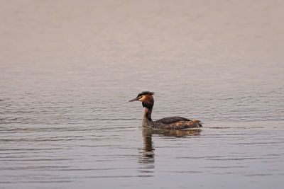Great crested grebe swims in the calm waters of a lake in the evening