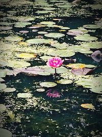 Close-up of lotus water lily in pond