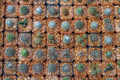 Cactus and succulent plants in flower market