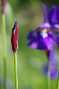 Close-up of purple flower buds