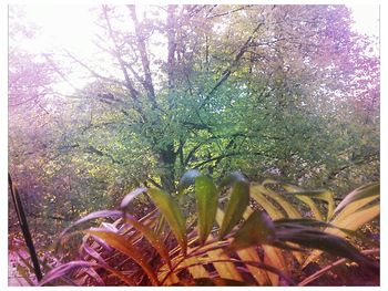 Plants growing on tree