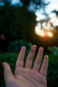 Holding a praying mantis at sunset in the garden 