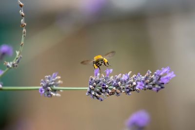 Close-up of bee pollinating on lavender