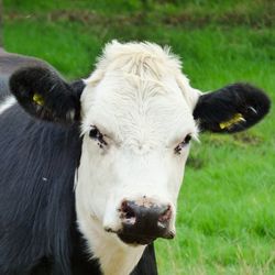 Close-up portrait of cow on field