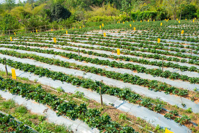 Scenic view of corn field