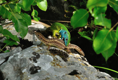Close-up of peacock perching on rock