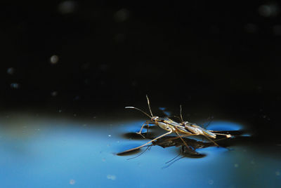 Close-up of insect on water