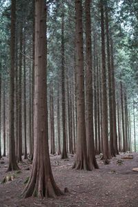 Trees in forest