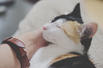 Close-up of cat relaxing