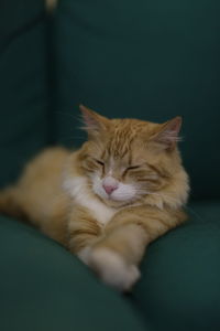 Close-up of a cat sleeping