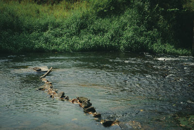 View of ducks in lake