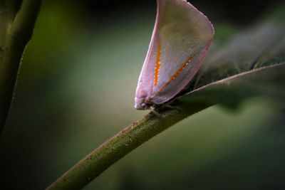 Close-up of flatid planthopper  a plant