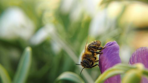 Close-up of bee on plant