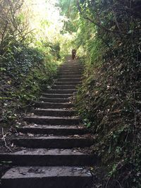 Low angle view of staircase