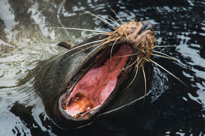 Seal with ita mouth open