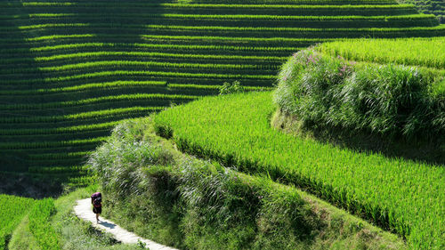 High angle view of woman walking on terraced field