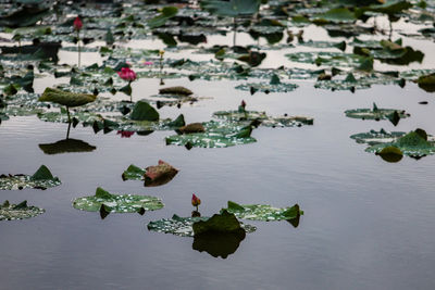 High angle view of lotus leaves floating on lake