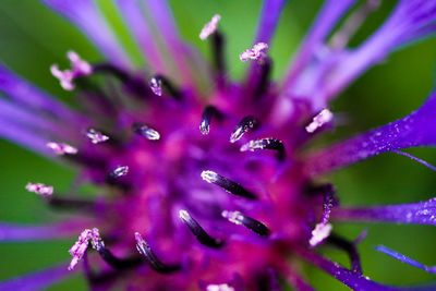 Close-up of raindrops on purple flower