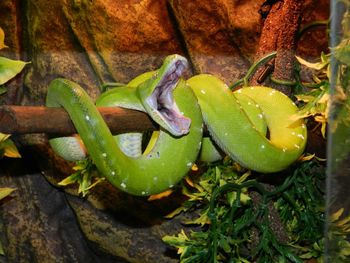 Close-up of lizard on plant