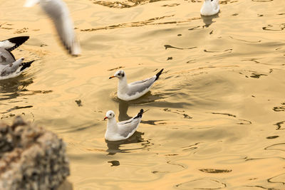 High angle view of seagulls swimming on sea during sunset