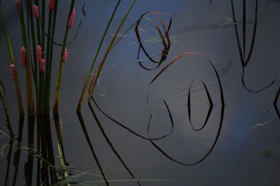 Close-up of plants in lake