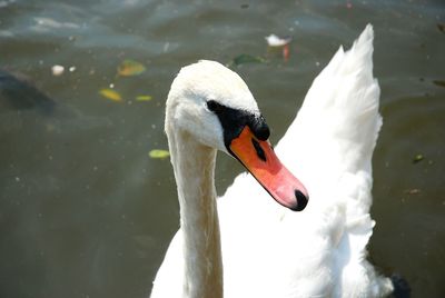 Close-up of swan in water