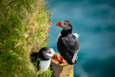 Close-up of birds perching on a plant