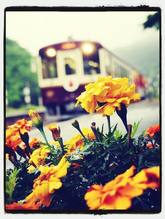 flower, freshness, petal, yellow, fragility, flower head, growth, transfer print, focus on foreground, blooming, plant, close-up, beauty in nature, nature, auto post production filter, in bloom, leaf, building exterior, potted plant, built structure