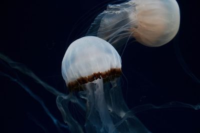 Close-up of jellyfish swimming in sea