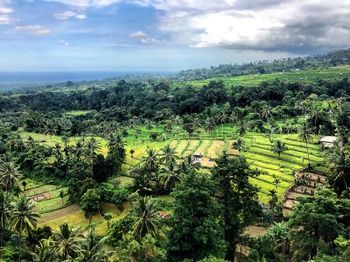 Scenic view of agricultural field against sky