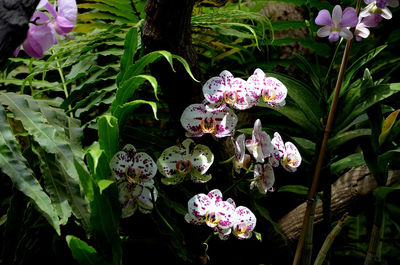 Close-up of purple flowering plants