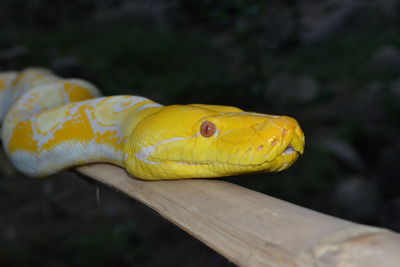 Close-up of a lizard on wood