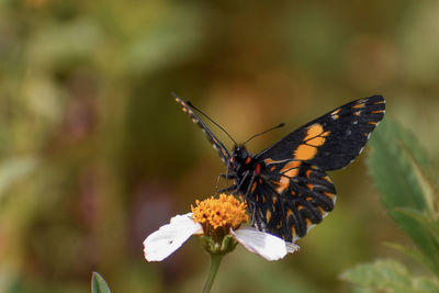 Close-up of butterfly pollinating on flower