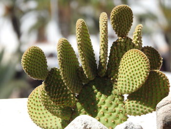 Close-up of prickly pear cactus