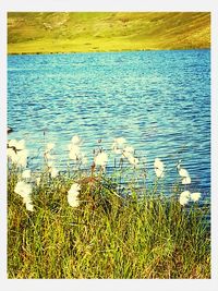 View of lake and grassy field