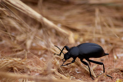 Close-up of black butterfly on field