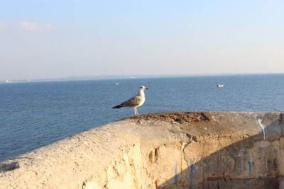 Seagull perching on a wall