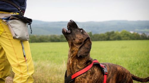 Man with dog standing on field against sky