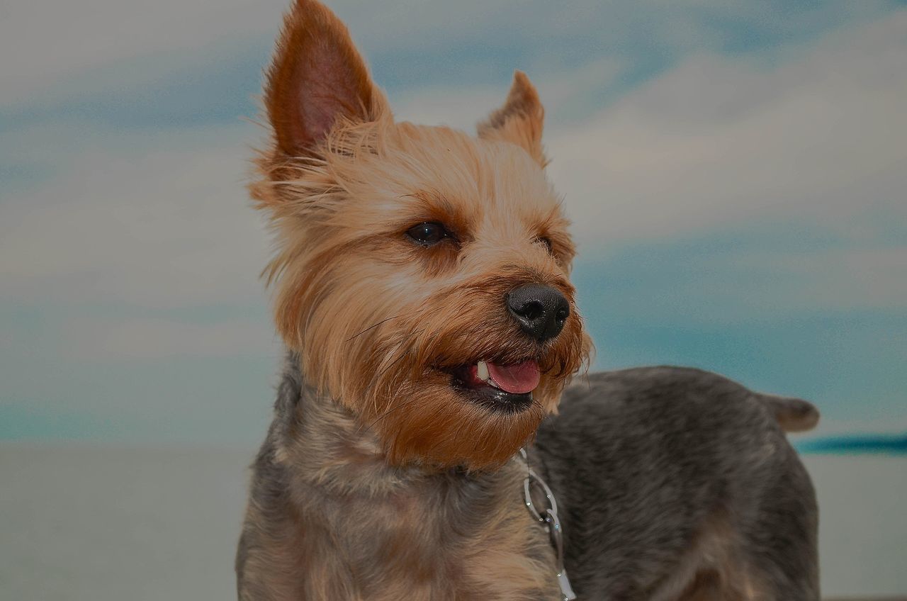 animal themes, domestic animals, mammal, pets, dog, one animal, focus on foreground, sticking out tongue, close-up, brown, looking away, animal head, sky, pet collar, animal hair, portrait, no people, canine, mouth open