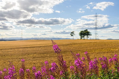 Flowers blooming on field against sky