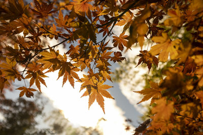 Close-up of maple leaves on tree