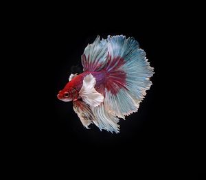 Close-up of jellyfish against black background