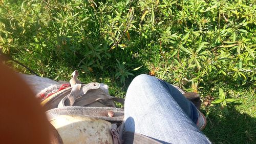 Low section of man sitting on grass