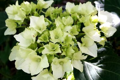 Close-up of white flowering plants