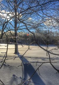 Bare trees against sky