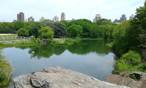 Reflection of trees in water