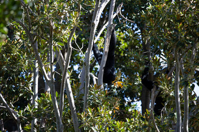 View of a forest