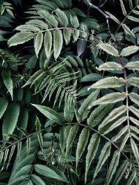 High angle view of fern leaves