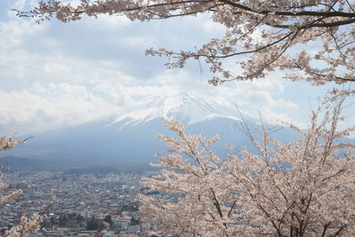 Low angle view of cherry tree by buildings against sky