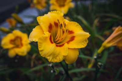 Close-up of yellow flowering plant